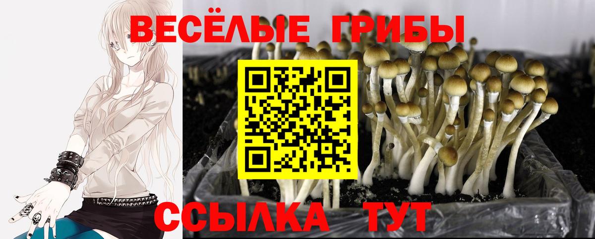 Псилоцибиновые грибы GOLDEN TEACHER Липецк